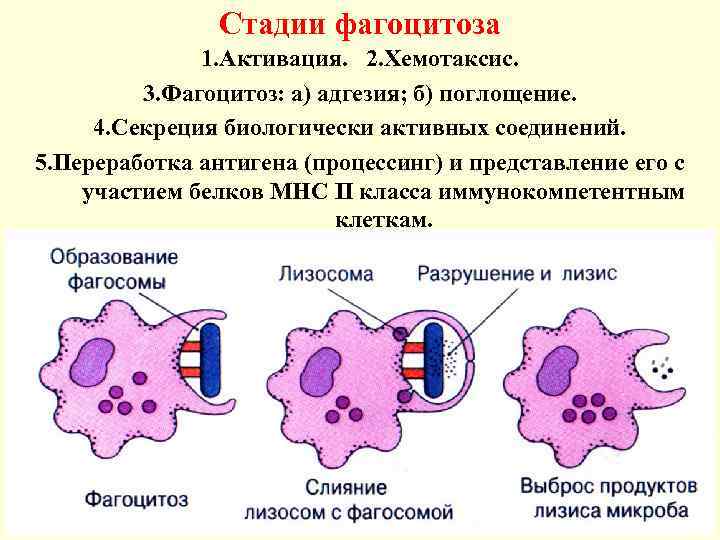 Фагоцитоз картинки для презентации