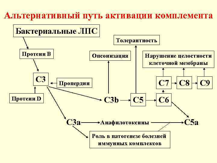 Альтернативный путь активации комплемента Бактериальные ЛПС Толерантность Протеин В С 3 Опсонизация Нарушение целостности