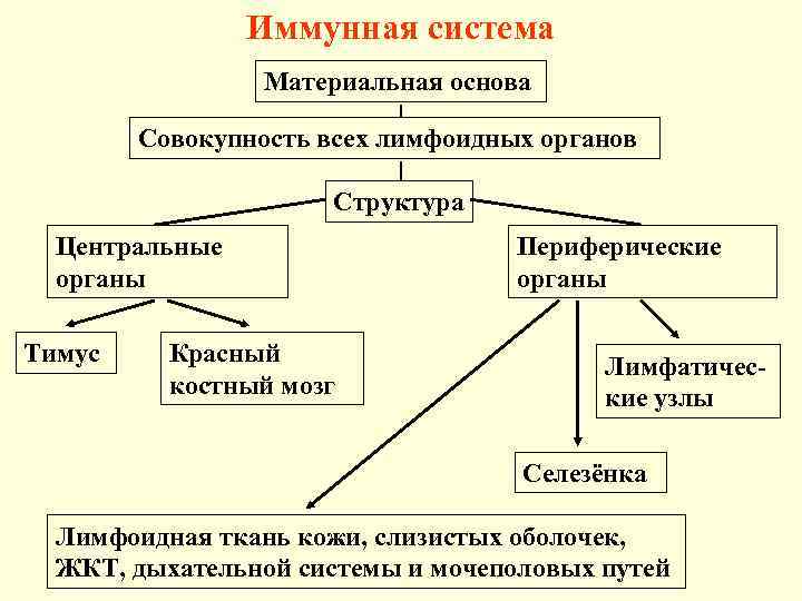 Иммунная система Материальная основа Совокупность всех лимфоидных органов Структура Центральные органы Тимус Красный костный