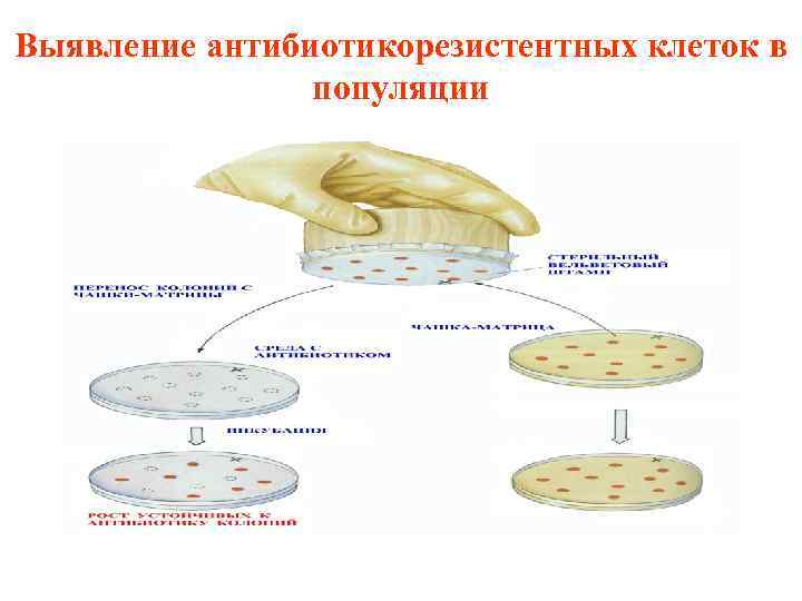 Микробного антагонизма схема