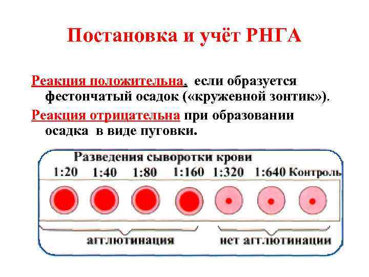 Реакция прямой гемагглютинации. Реакция непрямой гемагглютинации постановка. РНГА микробиология. Схема постановки реакции торможения гемагглютинации. Реакция непрямой гемагглютинации (РНГА).