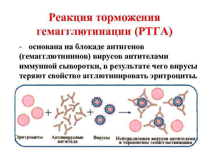 Реакция торможения гемагглютинации (РТГА) - основана на блокаде антигенов (гемагглютининов) вирусов антителами иммунной сыворотки,