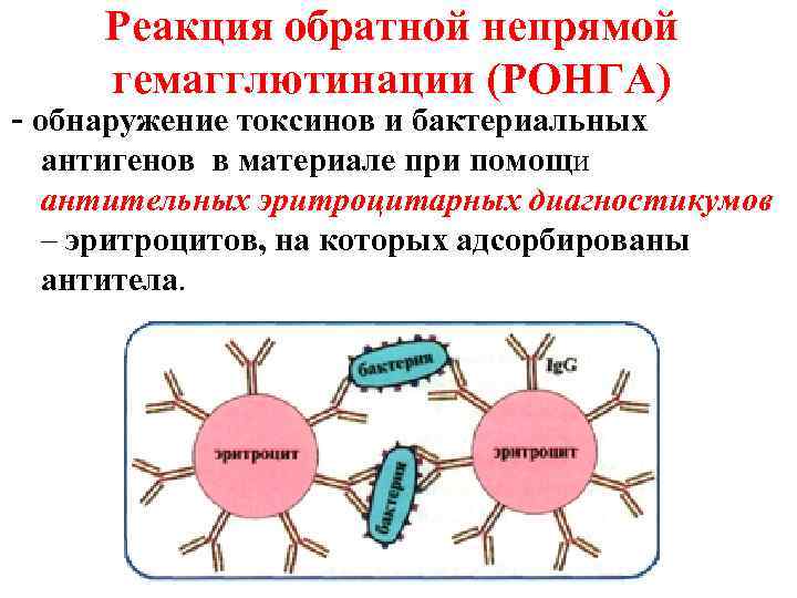 Реакция обратной непрямой гемагглютинации (РОНГА) - обнаружение токсинов и бактериальных антигенов в материале при