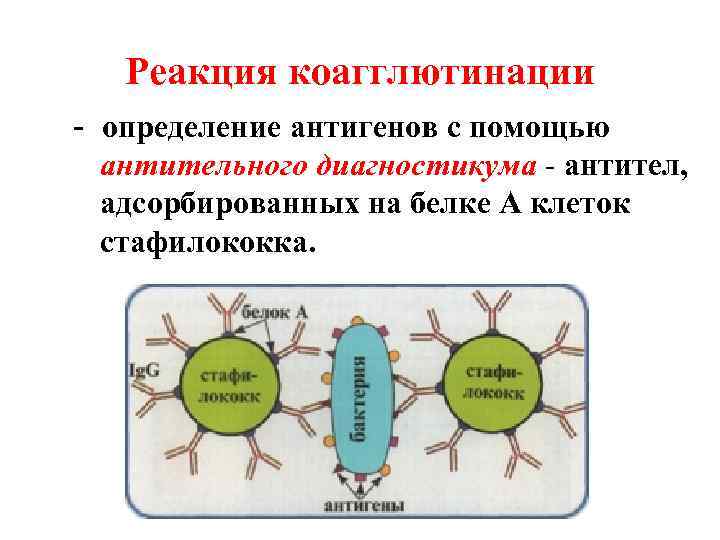 Реакция коагглютинации - определение антигенов с помощью антительного диагностикума - антител, адсорбированных на белке