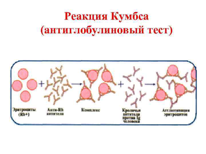 Реакция Кумбса (антиглобулиновый тест) 