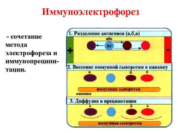 Иммуноэлектрофорез - сочетание метода электрофореза и иммунопреципитации. 
