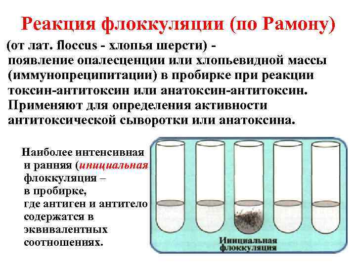 Схема получения экзотоксина и анатоксина