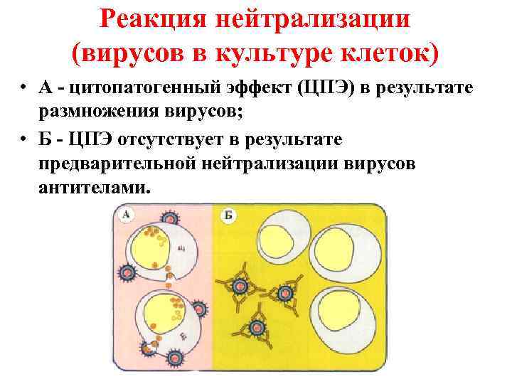 Реакция нейтрализации. Реакция нейтрализации в вирусологии схема. Реакция нейтрализации вирусов в культуре клеток. Реакция нейтрализации микробиология. Реакция нейтрализации вирусология.