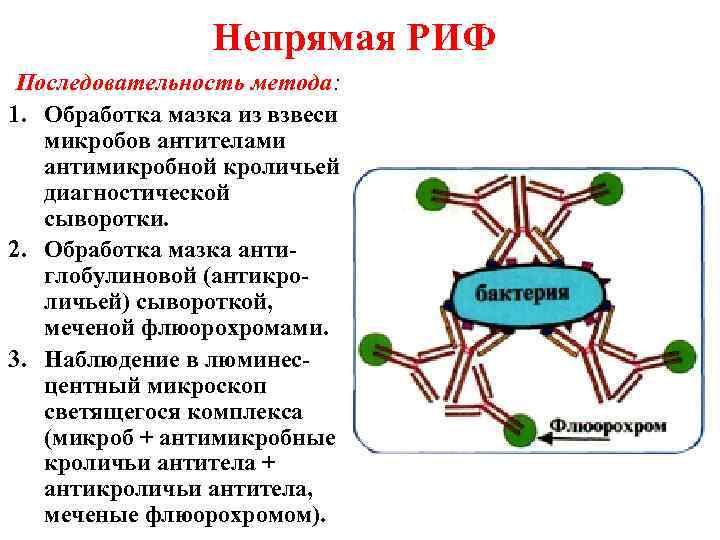 Непрямая РИФ Последовательность метода: 1. Обработка мазка из взвеси микробов антителами антимикробной кроличьей диагностической