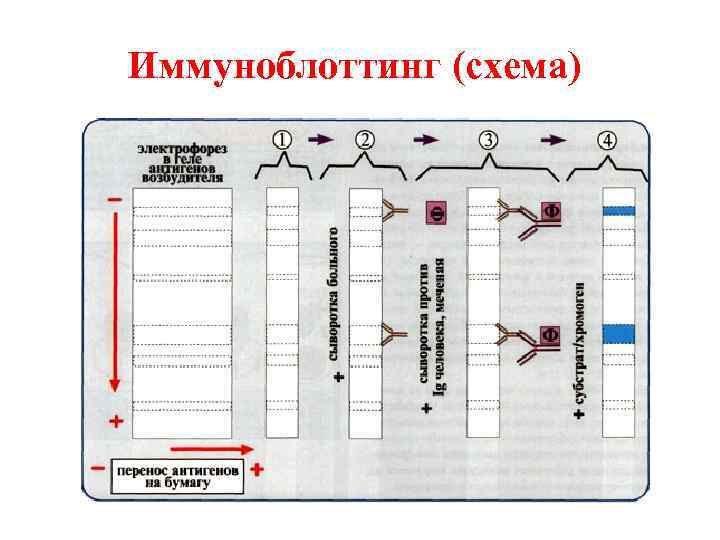Иммуноблоттинг (схема) 