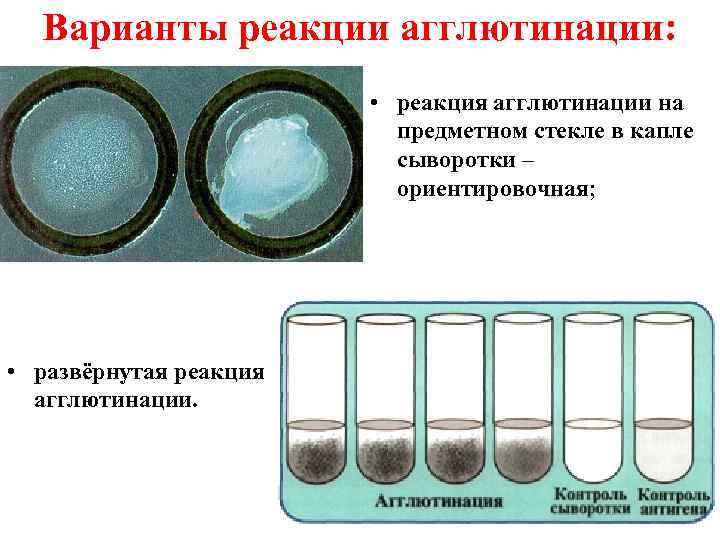 Реакции агглютинации презентация