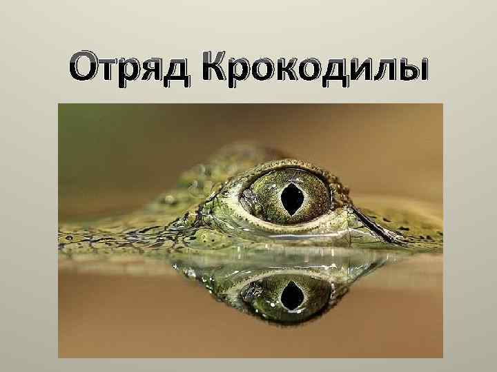 Отряд Крокодилы 
