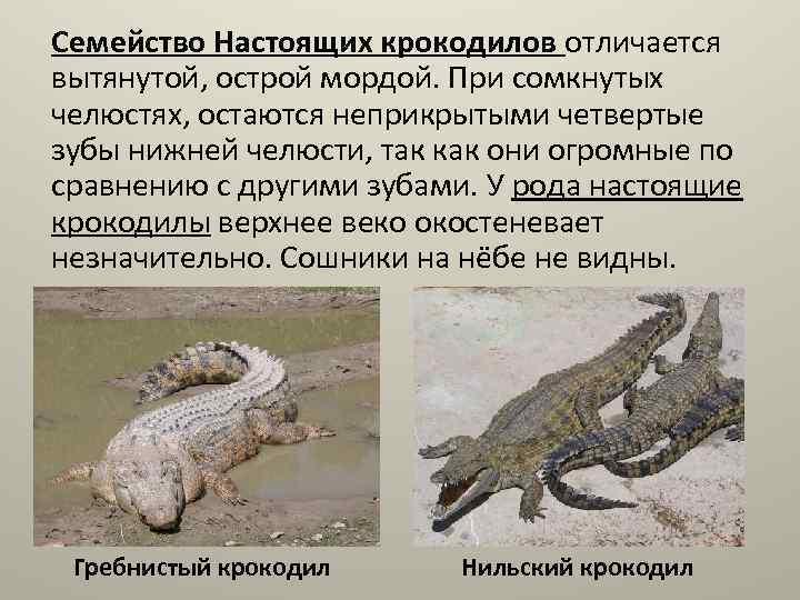  Семейство Настоящих крокодилов отличается вытянутой, острой мордой. При сомкнутых челюстях, остаются неприкрытыми четвертые