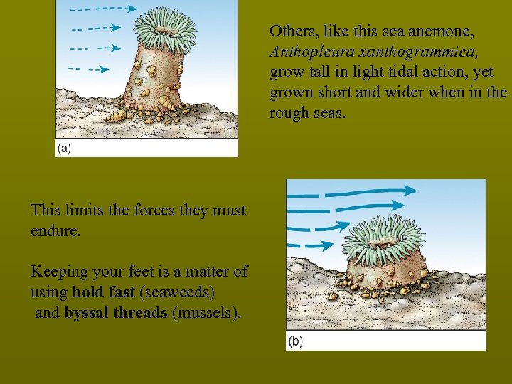 Others, like this sea anemone, Anthopleura xanthogrammica, grow tall in light tidal action, yet