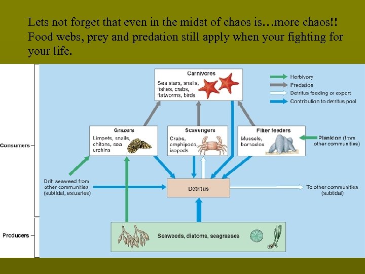 Lets not forget that even in the midst of chaos is…more chaos!! Food webs,