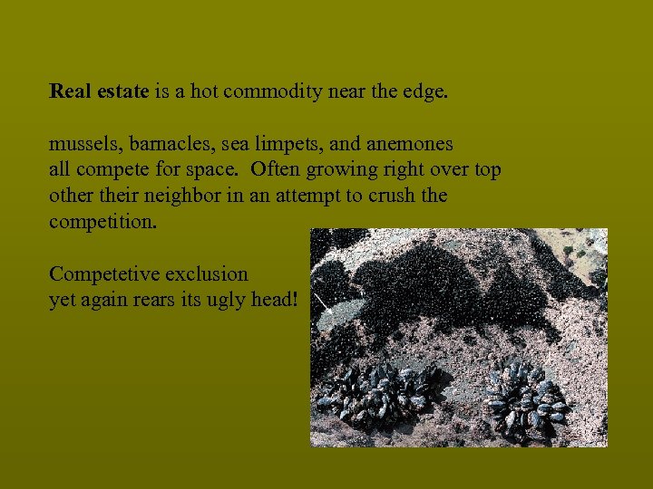 Real estate is a hot commodity near the edge. mussels, barnacles, sea limpets, and