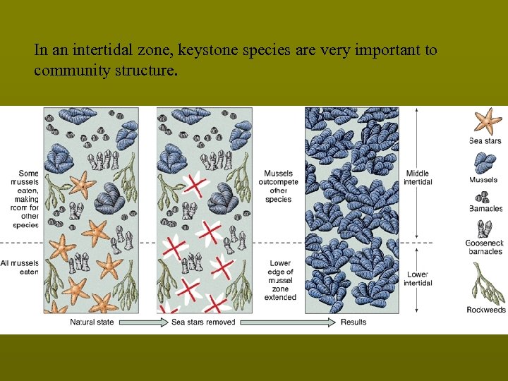 In an intertidal zone, keystone species are very important to community structure. 
