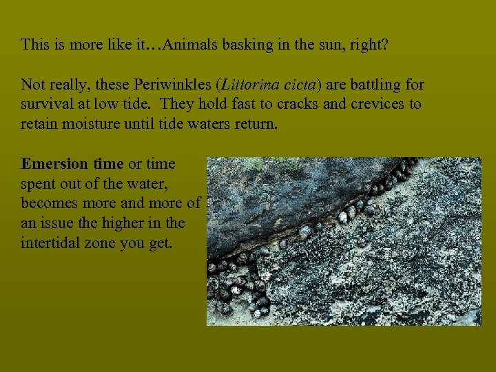 This is more like it…Animals basking in the sun, right? Not really, these Periwinkles