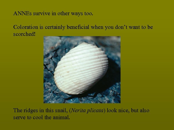 ANNEs survive in other ways too. Coloration is certainly beneficial when you don’t want