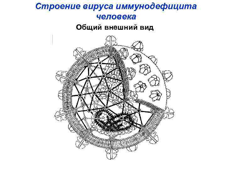 Строение вируса иммунодефицита человека Общий внешний вид 