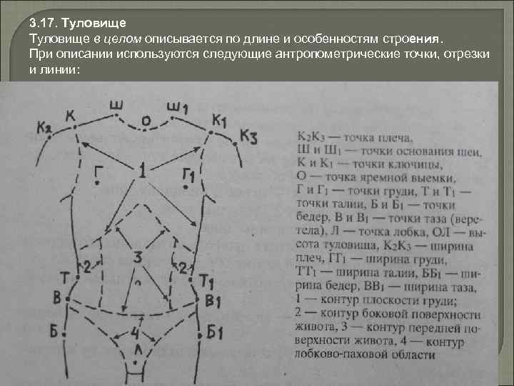 3. 17. Туловище в целом описывается по длине и особенностям строения. При описании используются