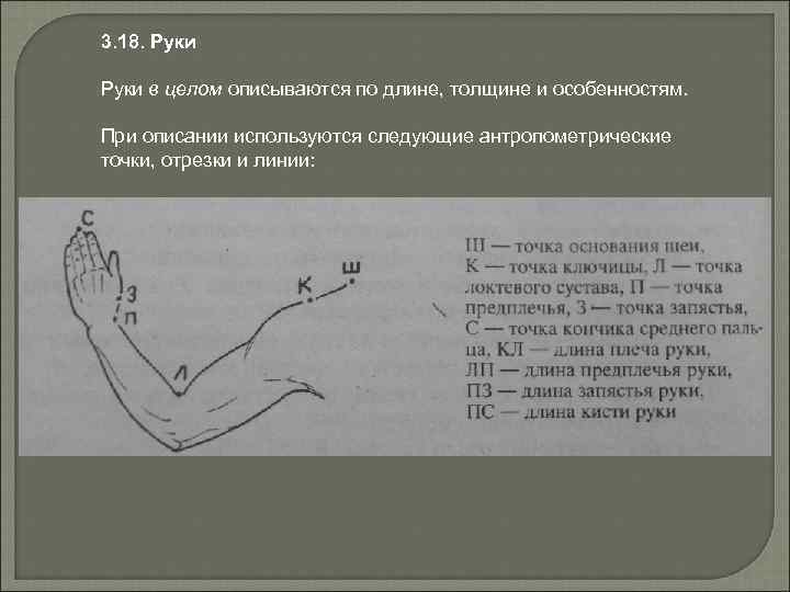 3. 18. Руки в целом описываются по длине, толщине и особенностям. При описании используются