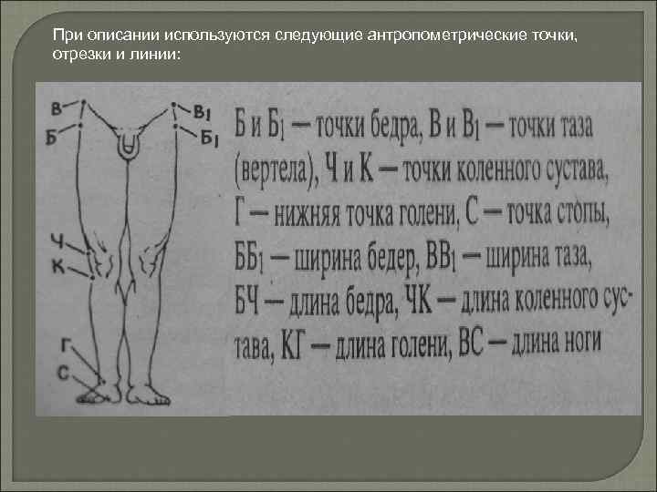 При описании используются следующие антропометрические точки, отрезки и линии: 