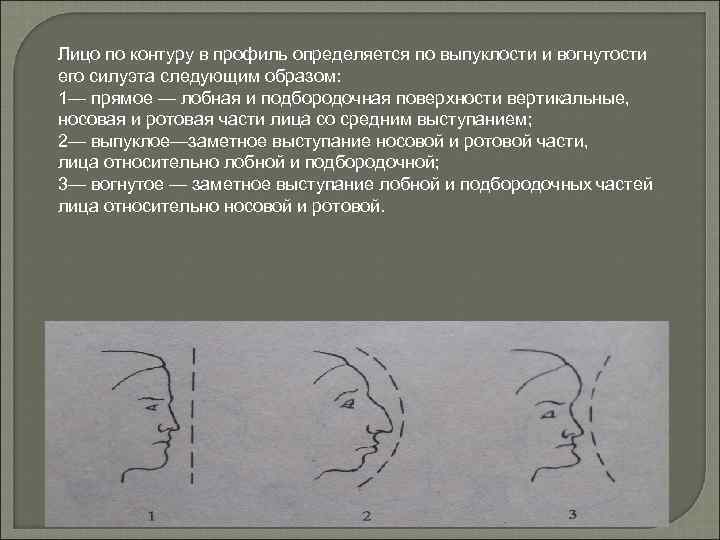 Лицо по контуру в профиль определяется по выпуклости и вогнутости его силуэта следующим образом: