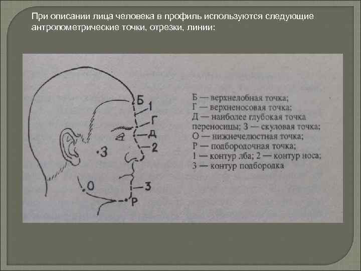 Точки на затылке. Антропометрические точки лица. Антропологические точки на голове.