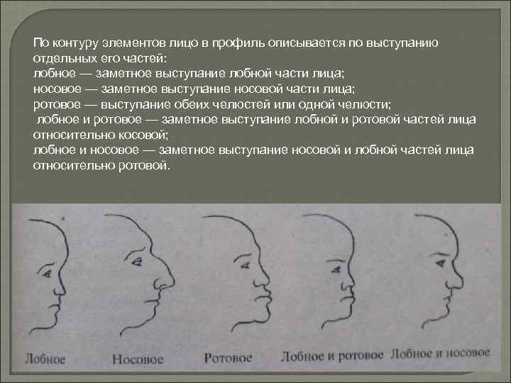 По контуру элементов лицо в профиль описывается по выступанию отдельных его частей: лобное —