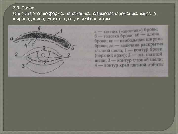 3. 5. Брови Описываются по форме, положению, взаиморасположению, вы оте, с ширине, длине, густоте,