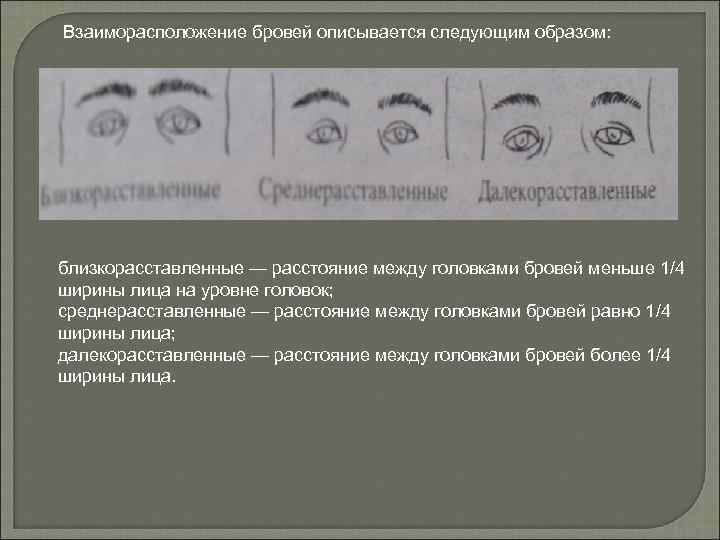 Взаиморасположение бровей описывается следующим образом: близкорасставленные — расстояние между головками бровей меньше 1/4 ширины