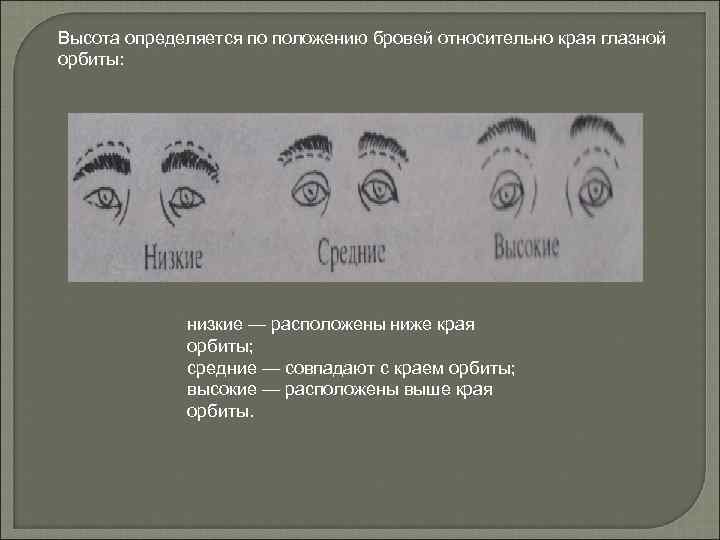 Высота определяется по положению бровей относительно края глазной орбиты: низкие — расположены ниже края