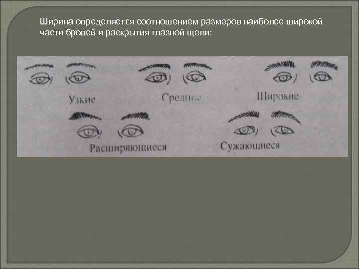 Ширина определяется соотношением размеров наиболее широкой части бровей и раскрытия глазной щели: 