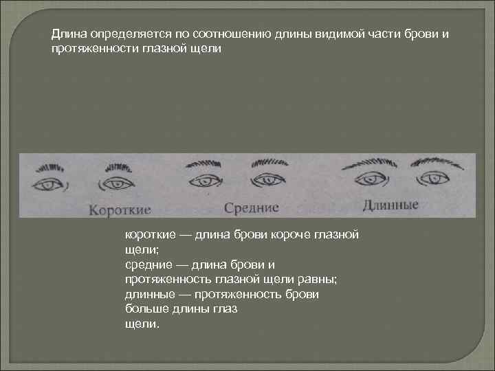 Длина определяется по соотношению длины видимой части брови и протяженности глазной щели короткие —