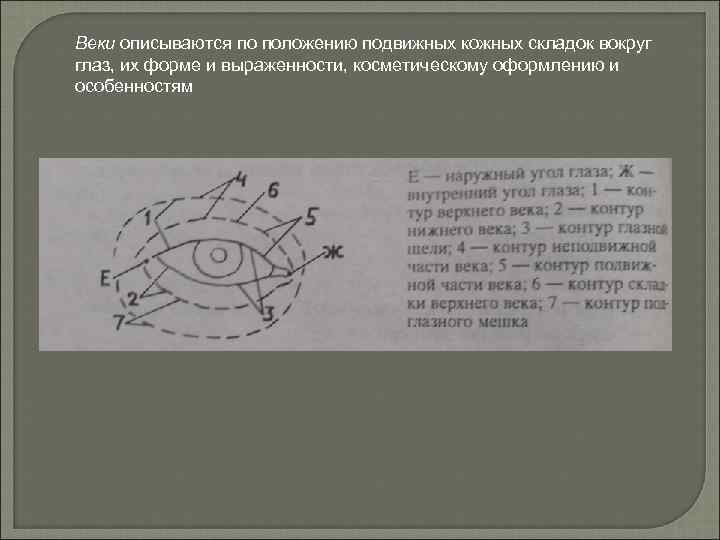 Веки описываются по положению подвижных кожных складок вокруг глаз, их форме и выраженности, косметическому