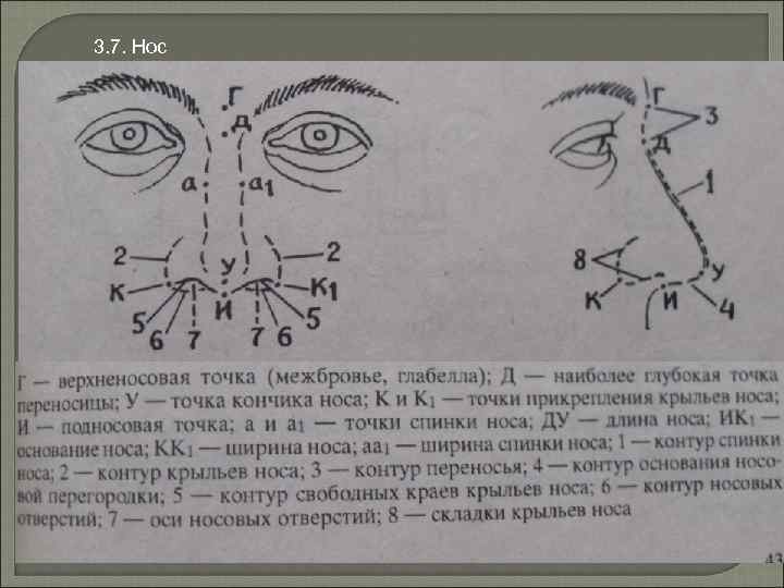 3. 7. Нос 