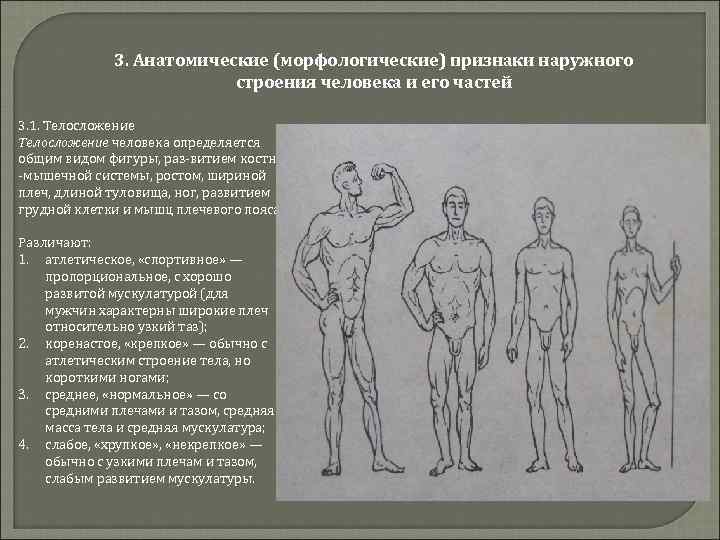 Какая есть анатомия. Анатомические признаки. Морфологические черты человека. Морфологические и анатомические признаки человека. Морфологические признаки тела человека.