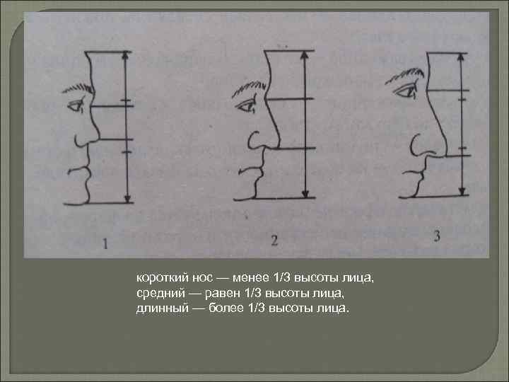 короткий нос — менее 1/3 высоты лица, средний — равен 1/3 высоты лица, длинный