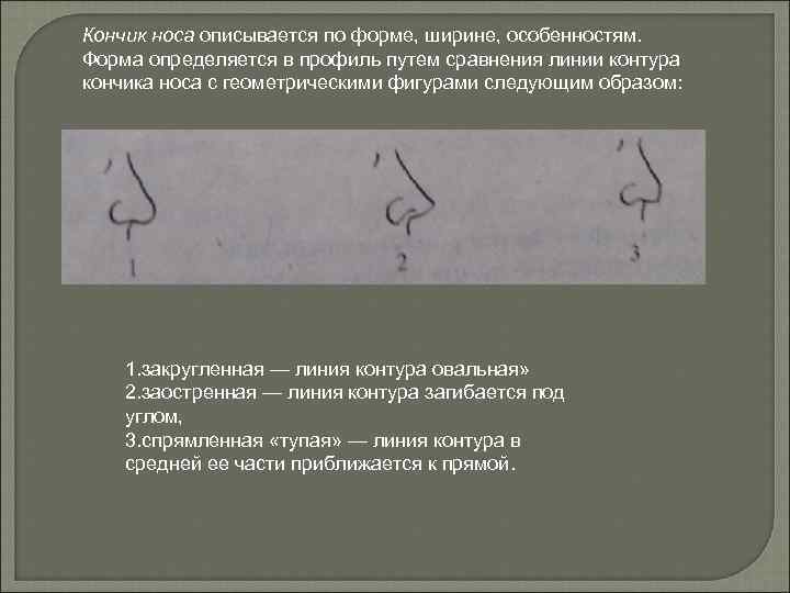 Кончик носа описывается по форме, ширине, особенностям. Форма определяется в профиль путем сравнения линии