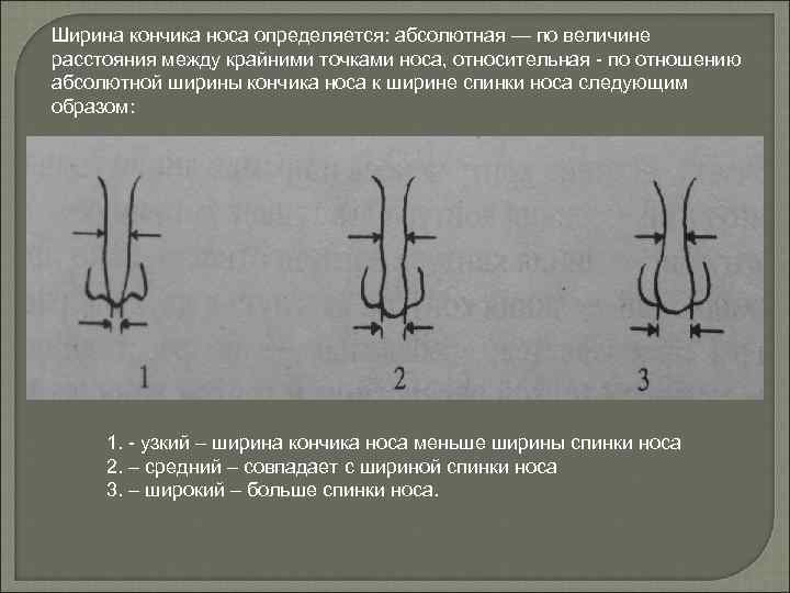 Ширина кончика носа определяется: абсолютная — по величине расстояния между крайними точками носа, относительная
