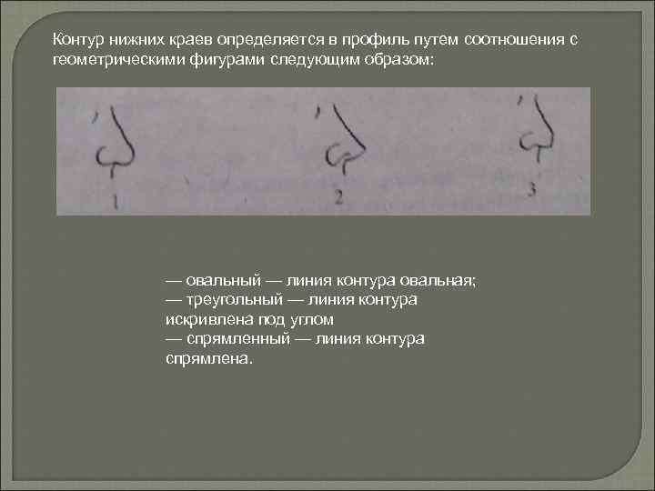 Контур нижних краев определяется в профиль путем соотношения с геометрическими фигурами следующим образом: —