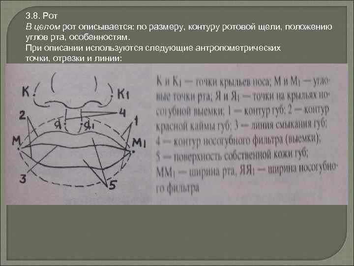 3. 8. Рот В целом рот описывается: по размеру, контуру ротовой щели, положению углов