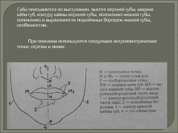 Губы описываются по выступанию, высоте верхней губы, ширине каём губ, контуру каймы верхней губы,