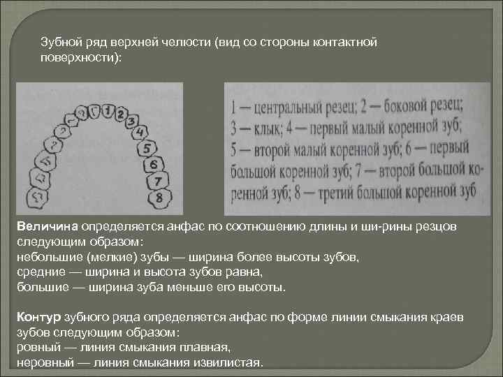 Зубной ряд верхней челюсти (вид со стороны контактной поверхности): Величина определяется анфас по соотношению