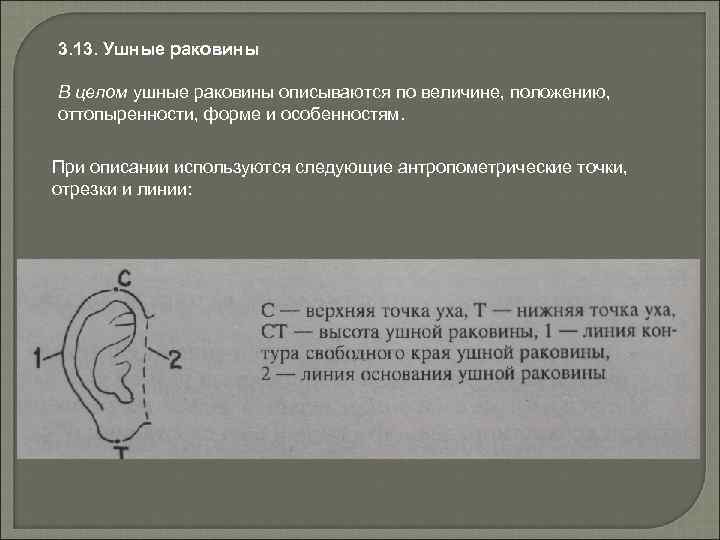 3. 13. Ушные раковины В целом ушные раковины описываются по величине, положению, оттопыренности, форме