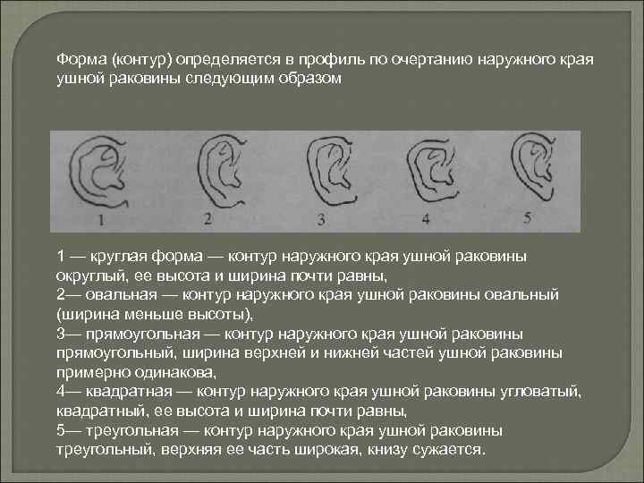 Форма (контур) определяется в профиль по очертанию наружного края ушной раковины следующим образом 1