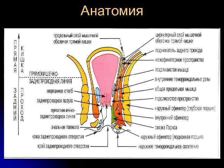 Анатомия 