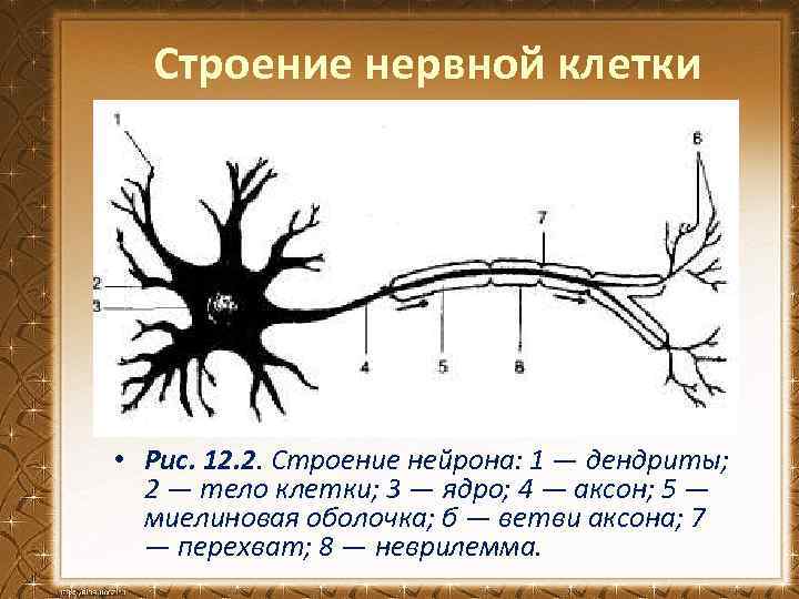 Строение нервной клетки • Рис. 12. 2. Строение нейрона: 1 — дендриты; 2 —