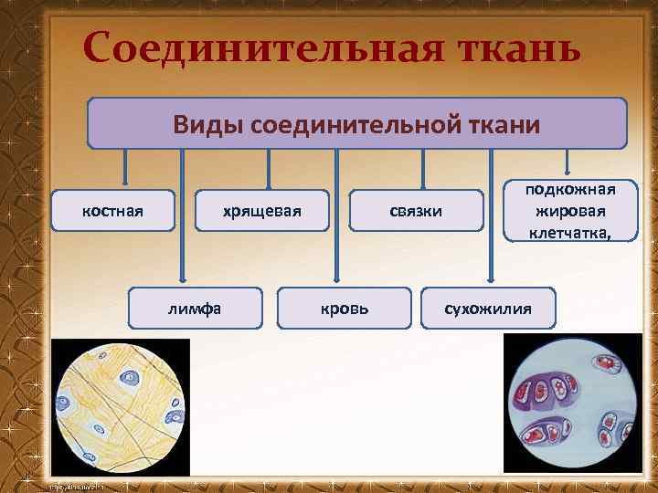 Соединительная ткань Виды соединительной ткани костная хрящевая лимфа связки кровь подкожная жировая клетчатка, сухожилия